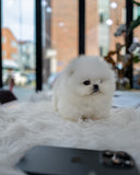 Gizmo