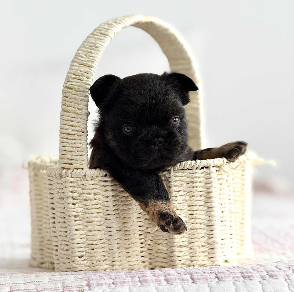 Teddy