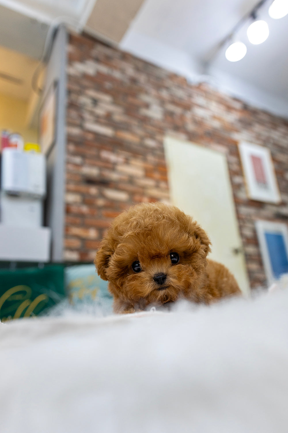 Milo