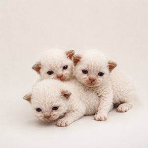 Curly Coated Minskin Kittens