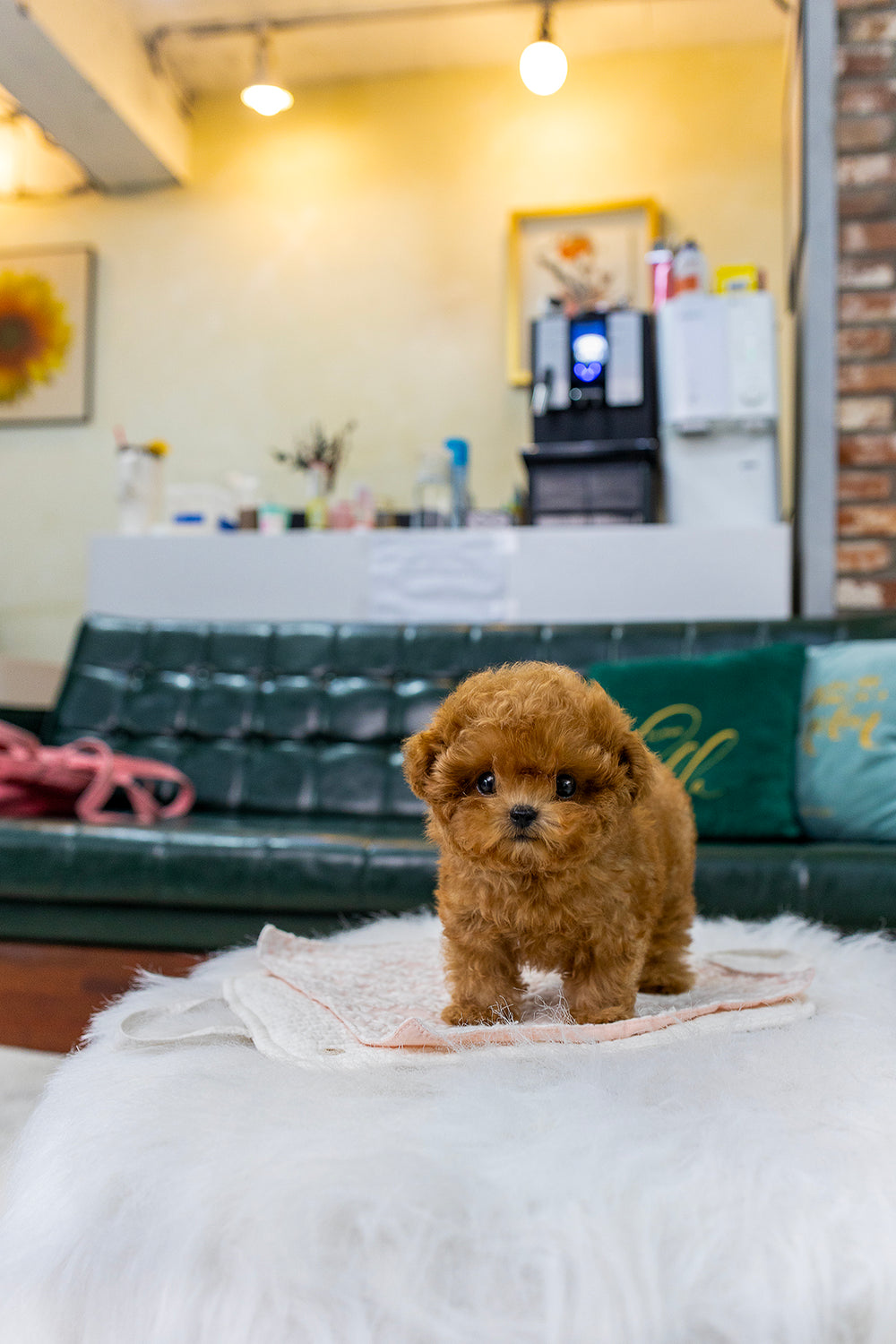 Milo