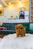 Milo
