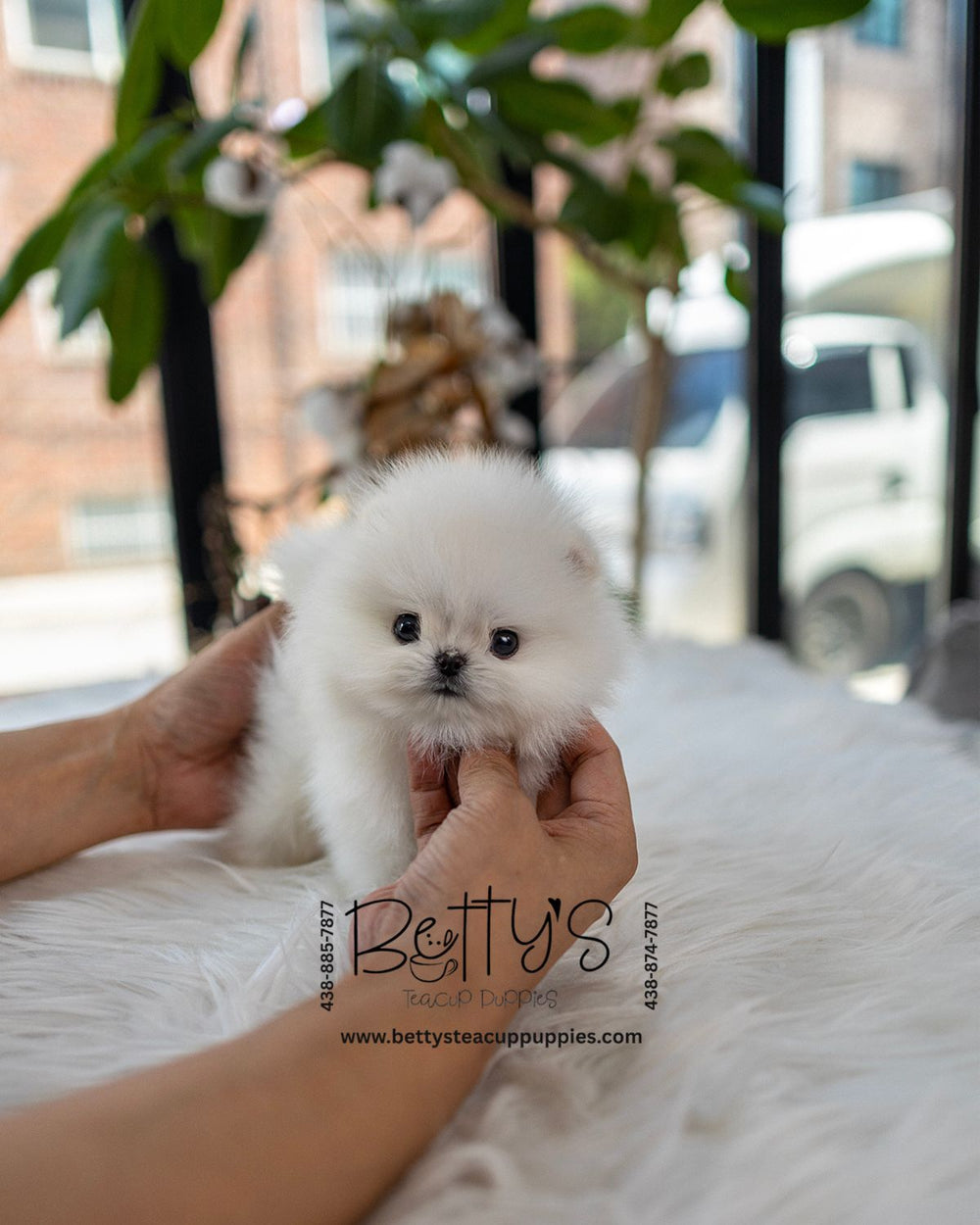 Myles – Betty's Teacup Puppies Inc