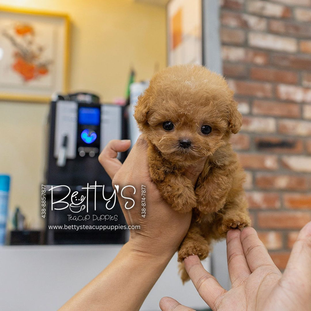 Peanut