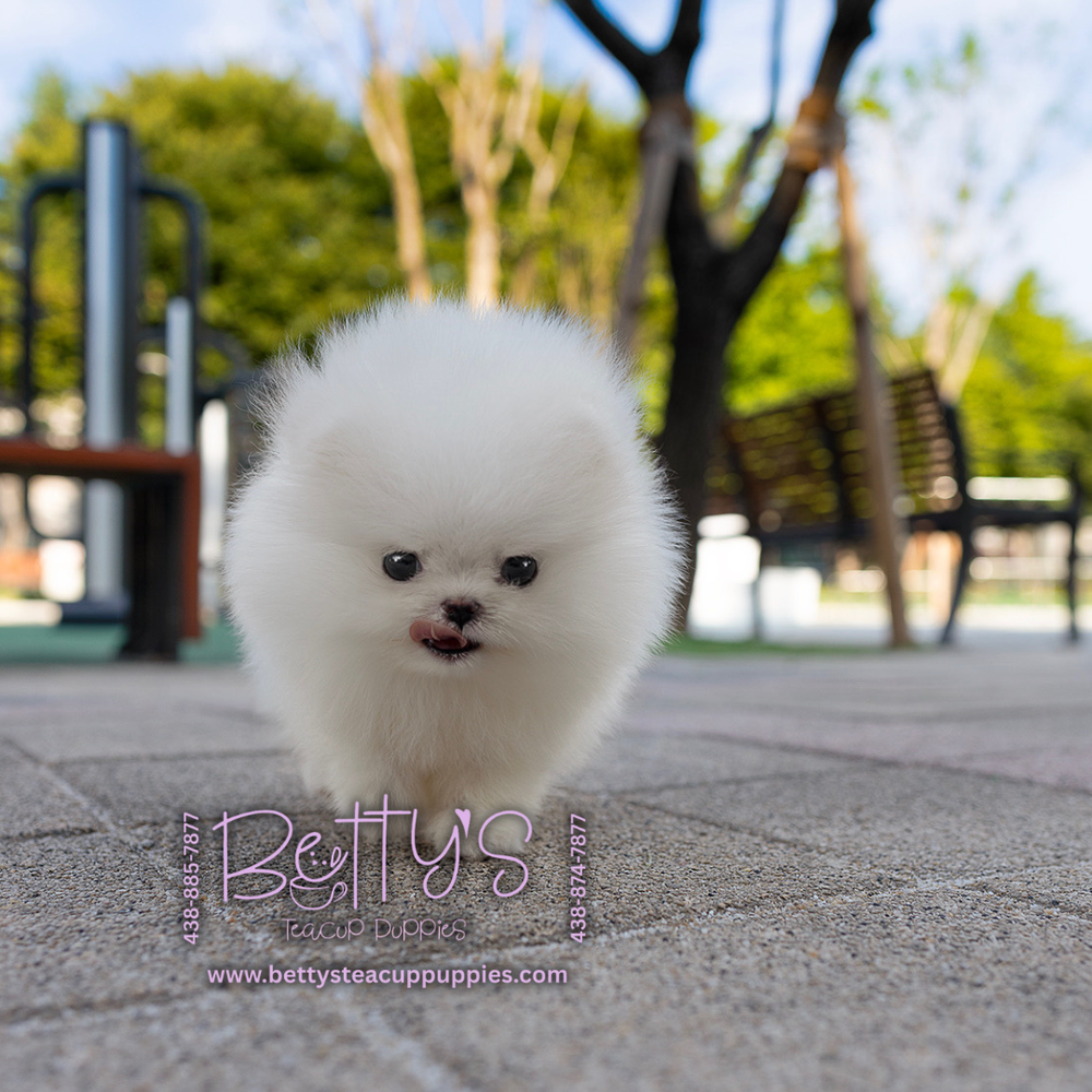 Marshmallow