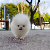 Marshmallow