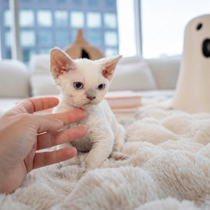 Marshmallow