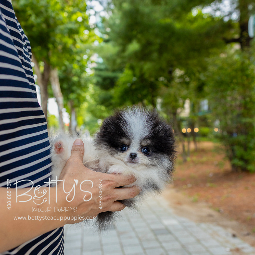Oreo