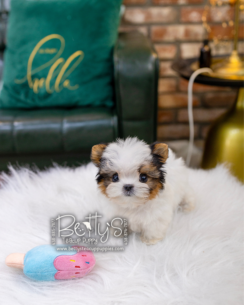 (SOLD)ToTo