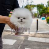 Marshmallow