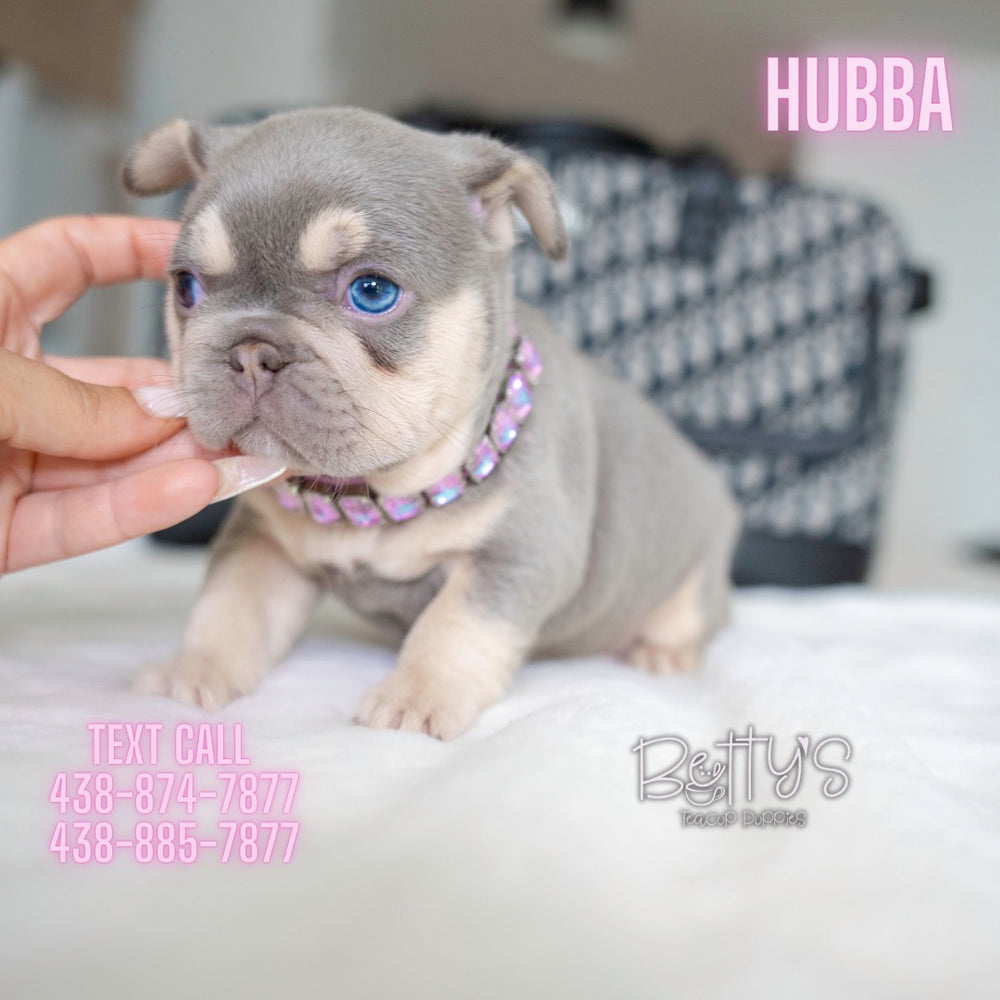 Hubba