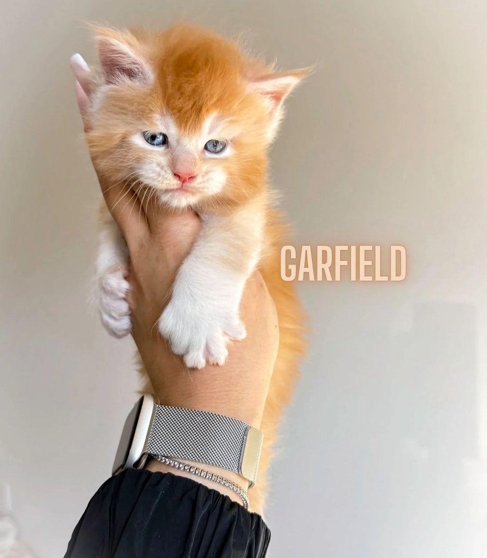 XL EUROPEAN MAINECOON (CONTACT FOR PRICING )