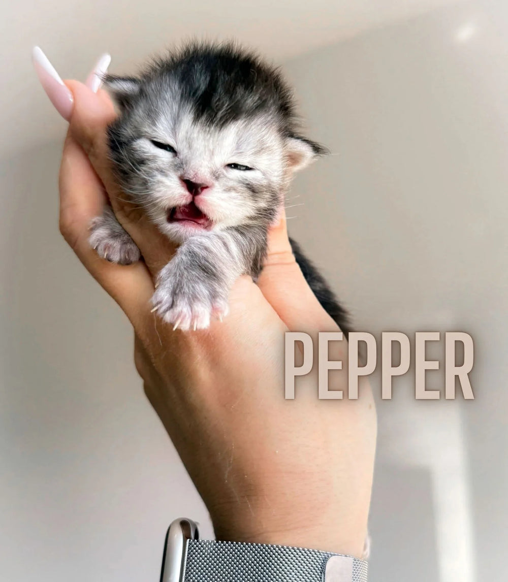 XL EUROPEAN MAINECOON (CONTACT FOR PRICING )
