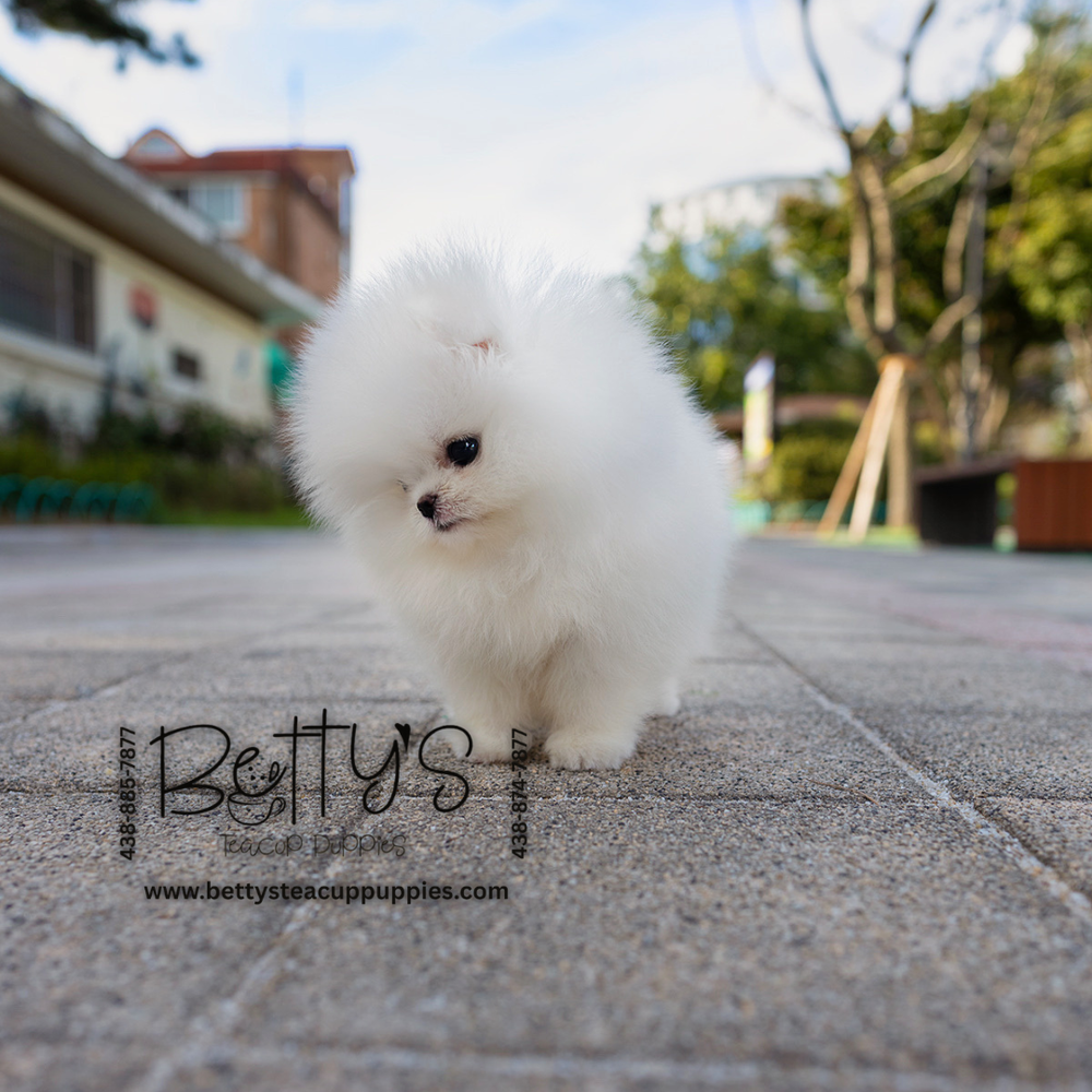 Marshmallow