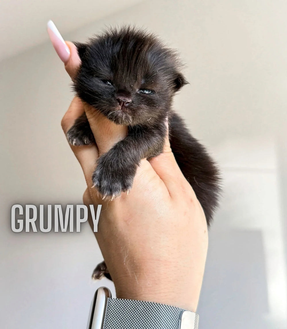 XL EUROPEAN MAINECOON (CONTACT FOR PRICING )