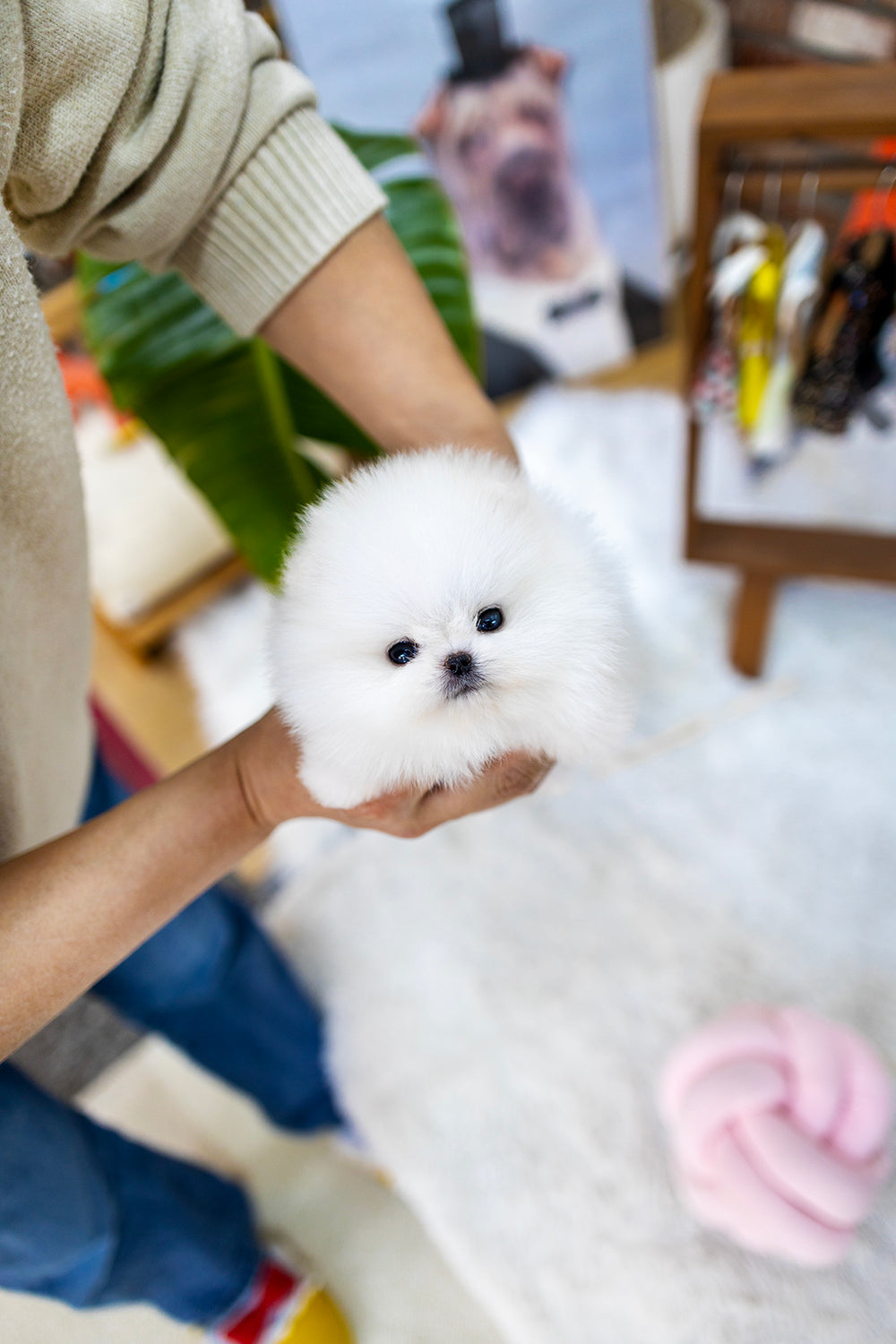 Luma