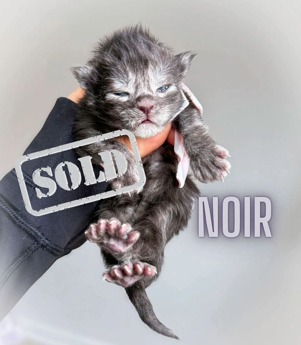 XL EUROPEAN MAINECOON (CONTACT FOR PRICING )