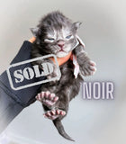 XL EUROPEAN MAINECOON (CONTACT FOR PRICING )