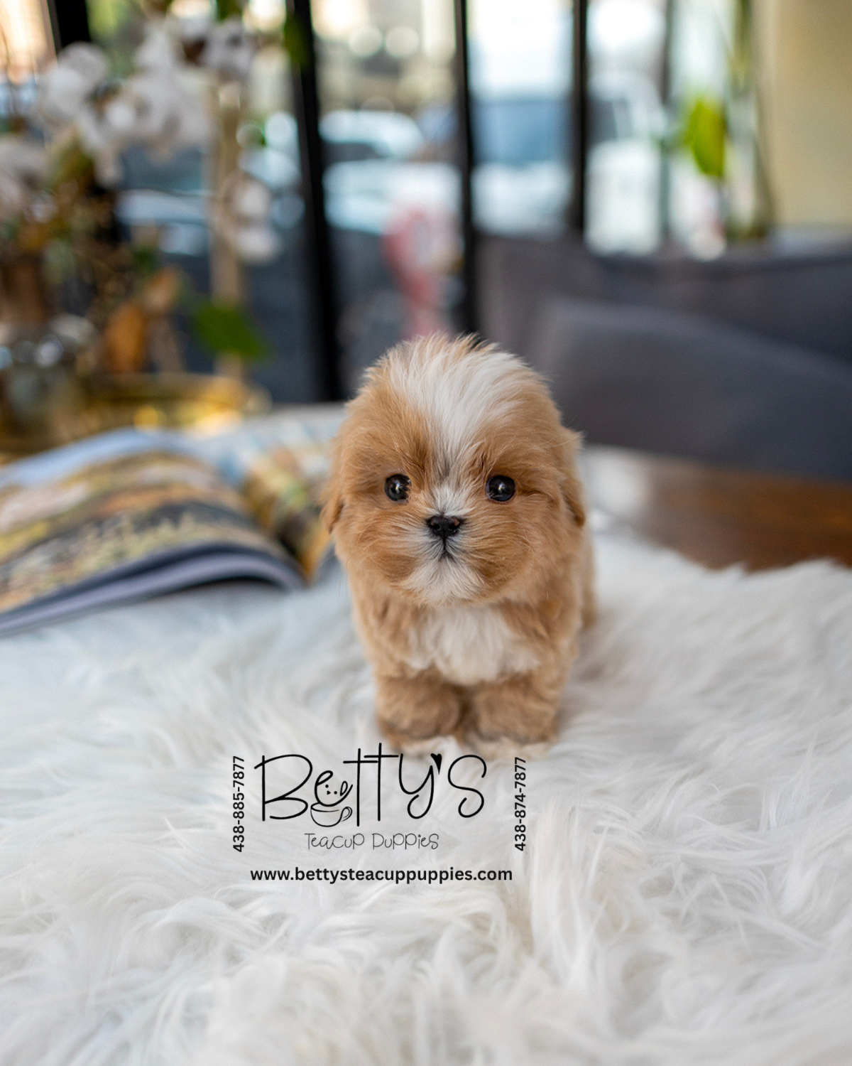 Betty's Teacup Puppies Inc. – Betty's Teacup Puppies Inc