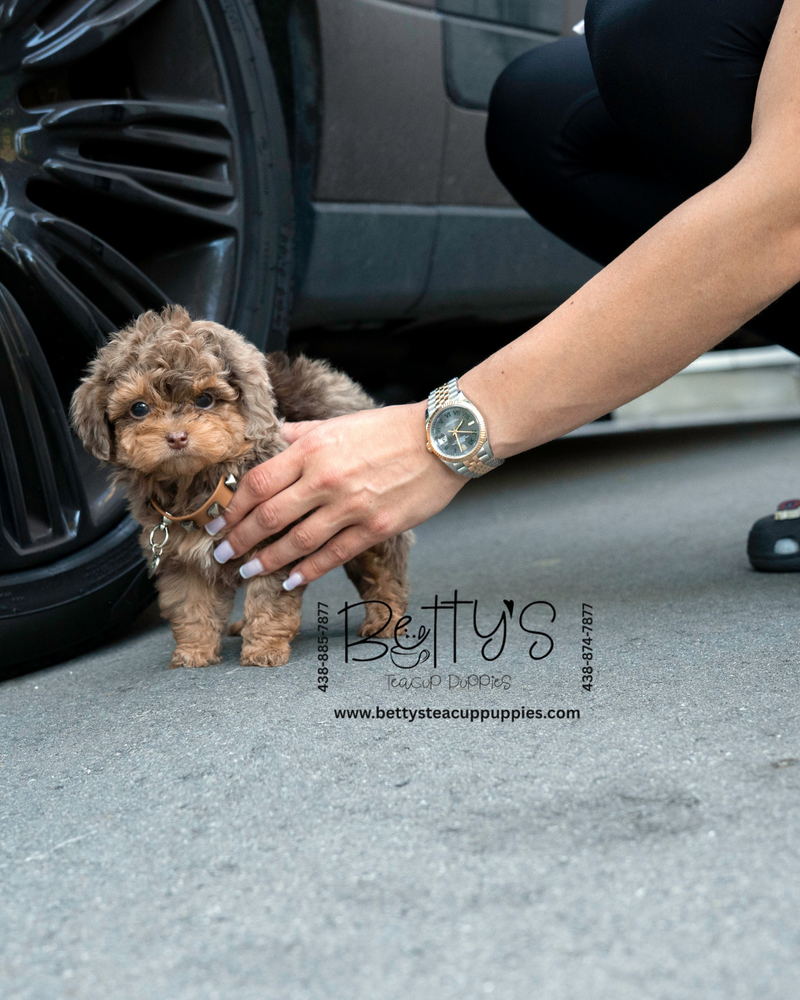 (SOLD)Rollie