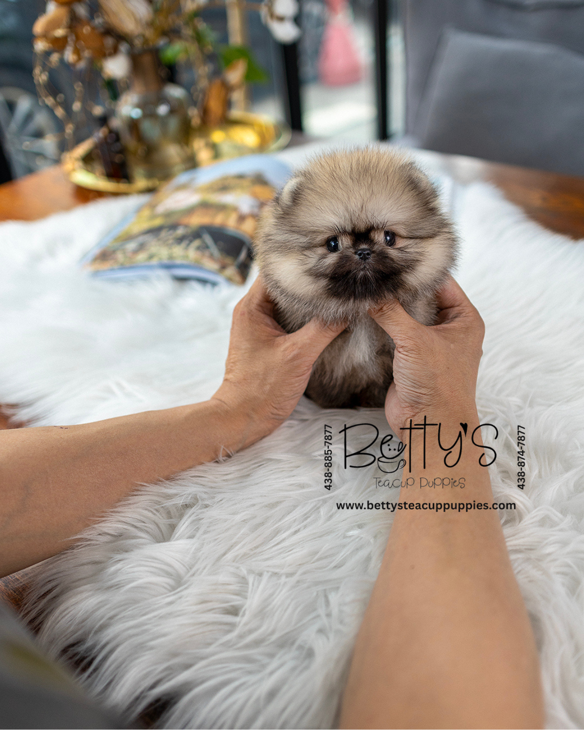 Betty's Teacup Puppies Inc. – Betty's Teacup Puppies Inc