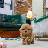 Candy