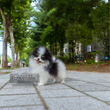 Oreo