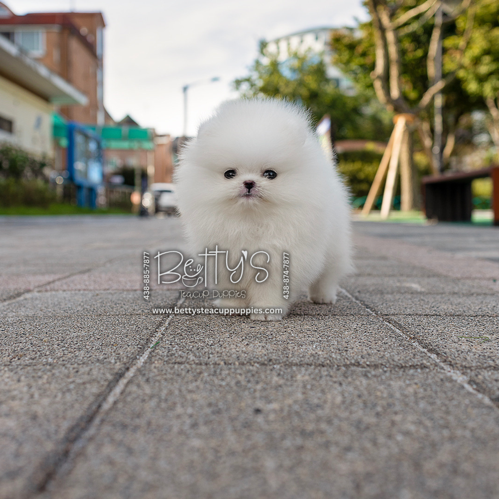 Marshmallow