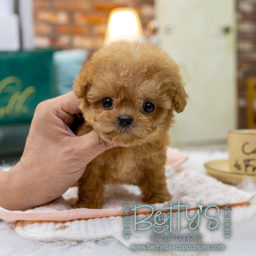 Peanut