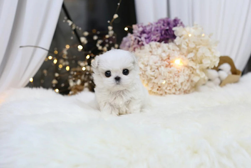 Penelope
