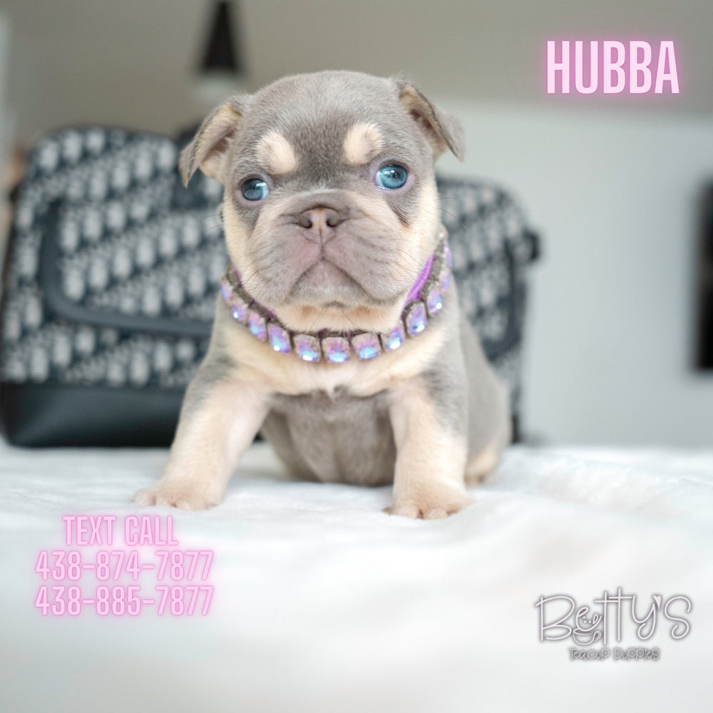 Hubba