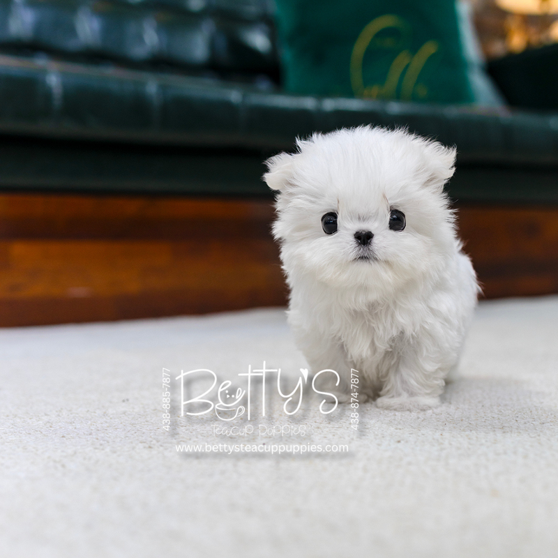 (Sold) Mochi