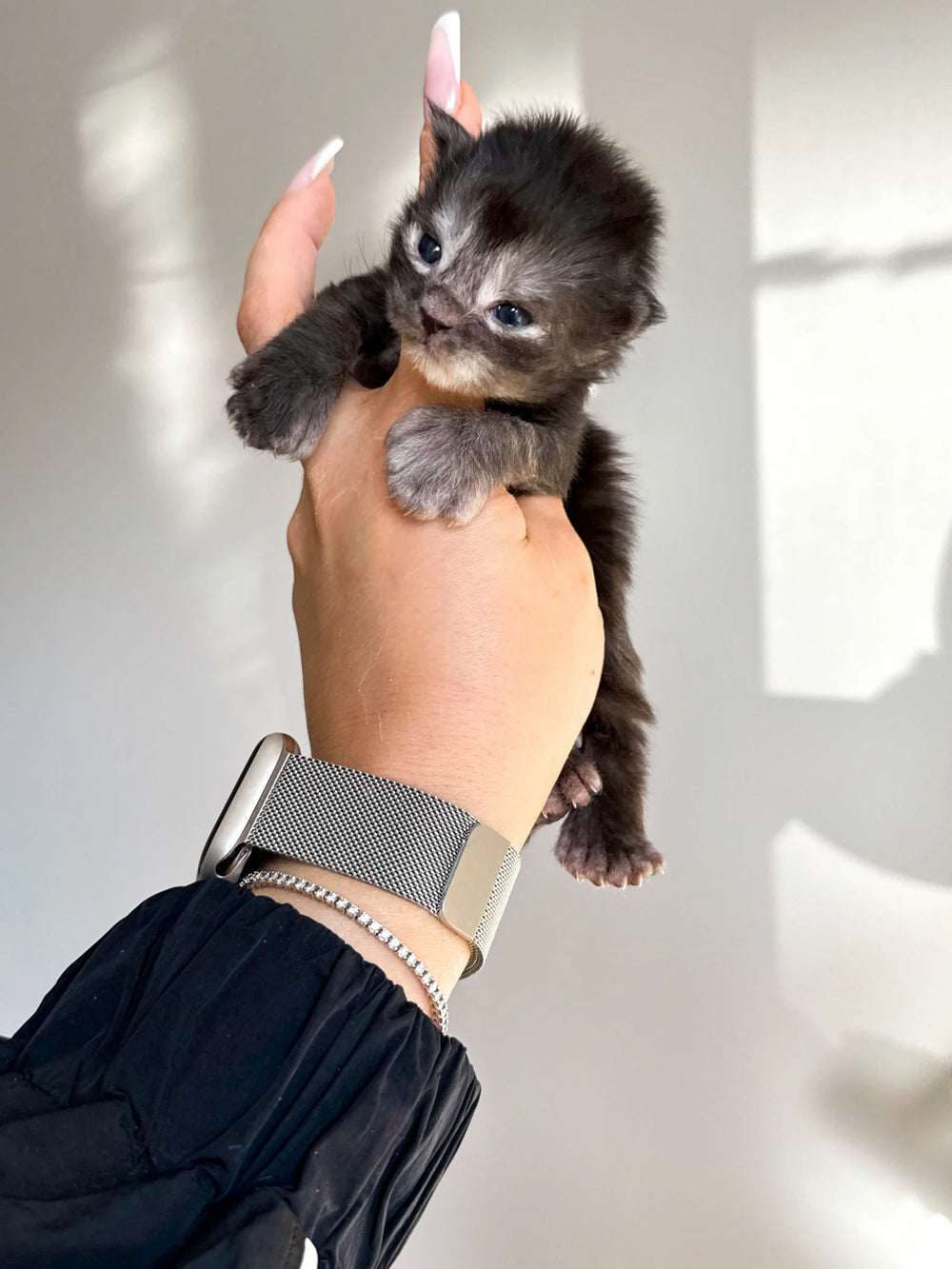 XL EUROPEAN MAINECOON (CONTACT FOR PRICING )