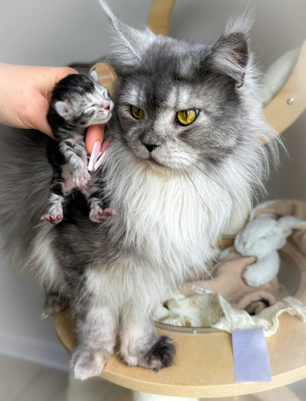 XL EUROPEAN MAINECOON (CONTACT FOR PRICING )