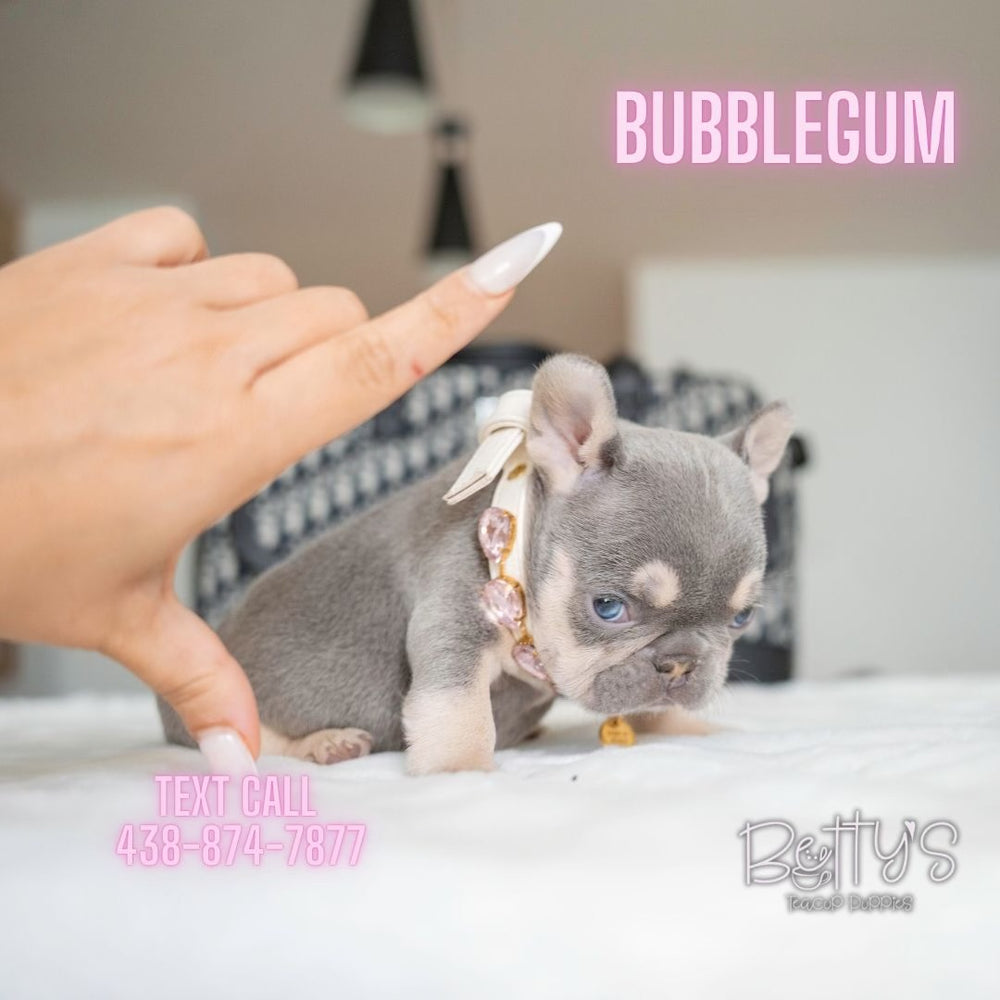 Bubblegum