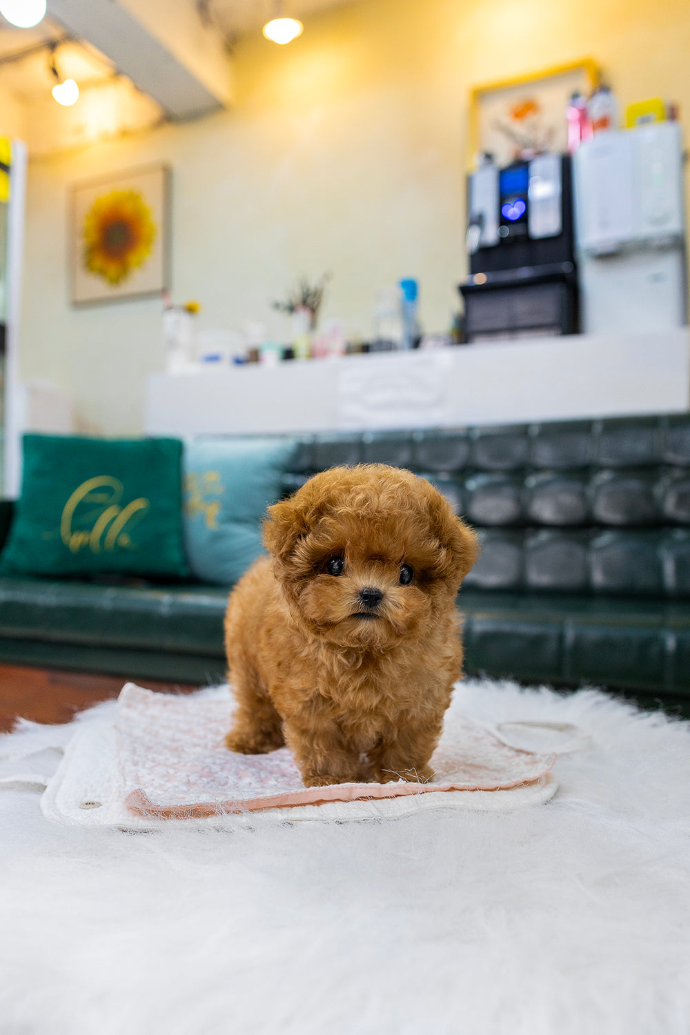 Milo