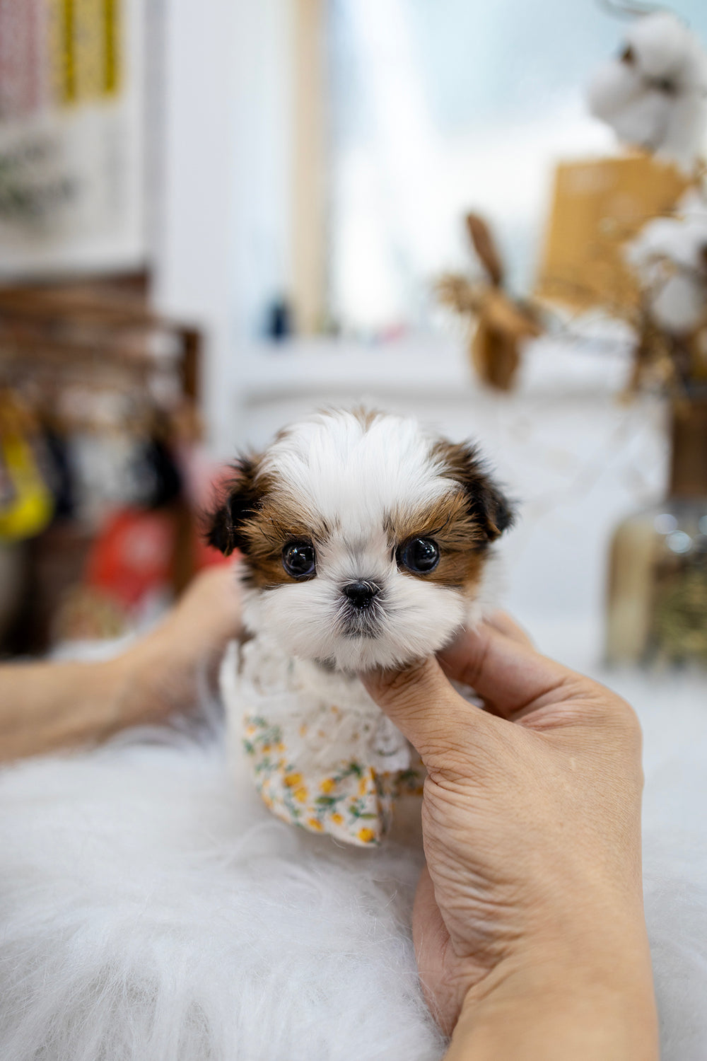 Muffin