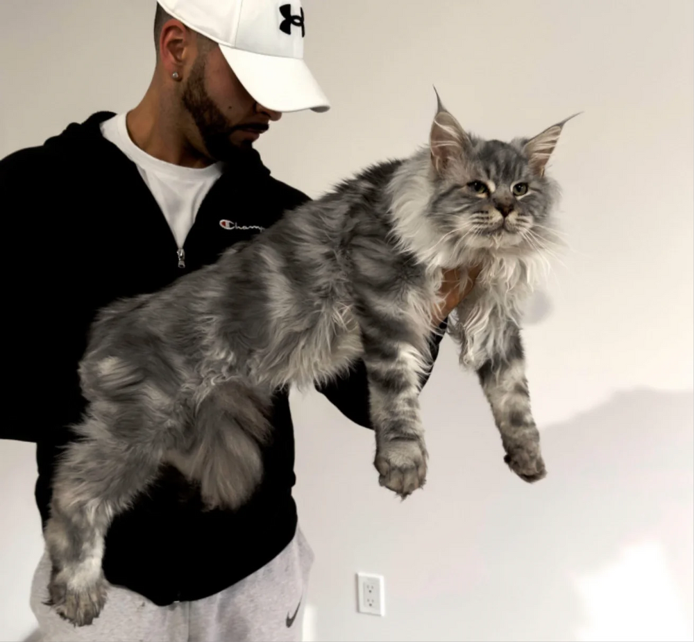 XL EUROPEAN MAINECOON (CONTACT FOR PRICING )