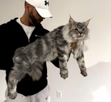 XL EUROPEAN MAINECOON (CONTACT FOR PRICING )