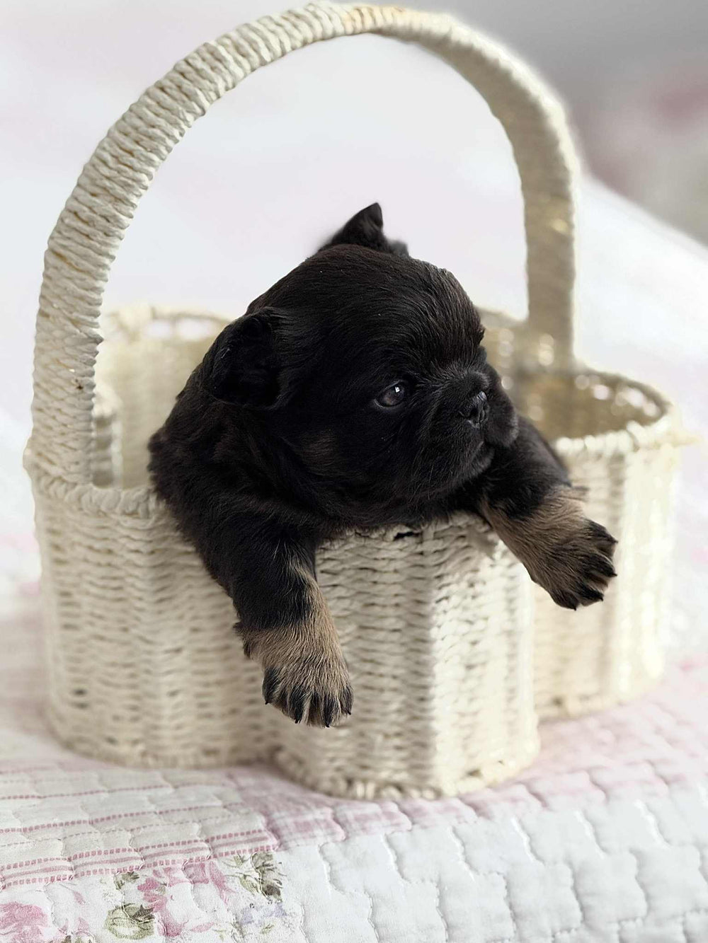 Teddy