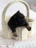 Teddy
