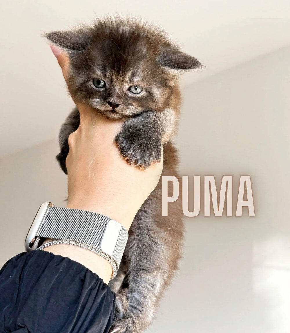 XL EUROPEAN MAINECOON (CONTACT FOR PRICING )