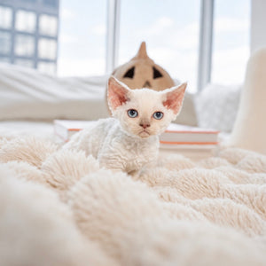 Marshmallow
