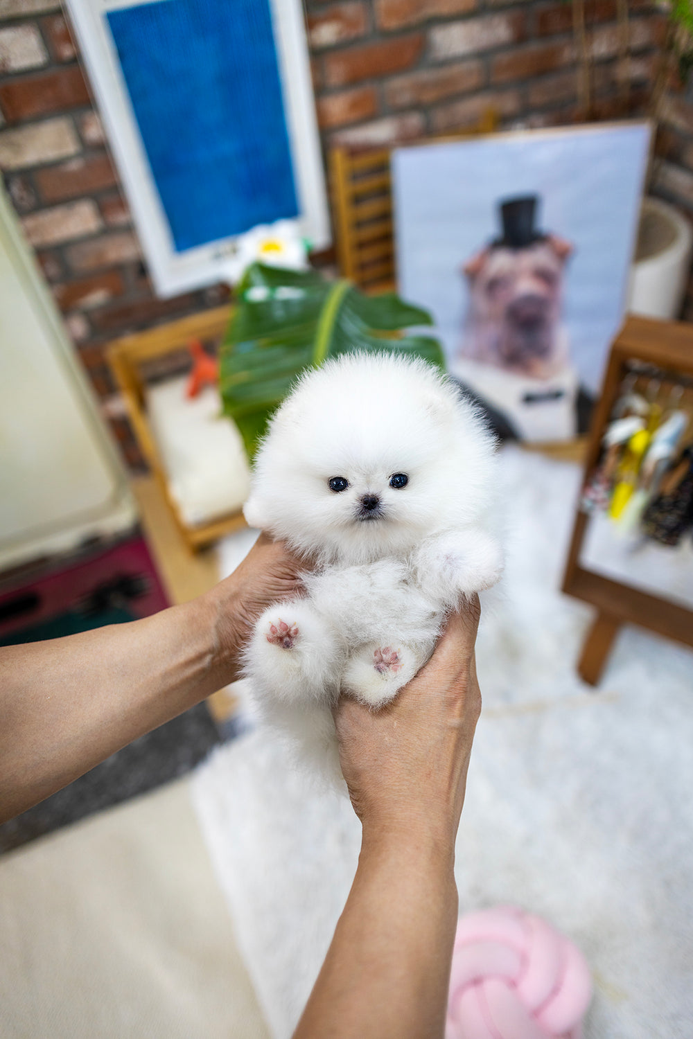 Luma