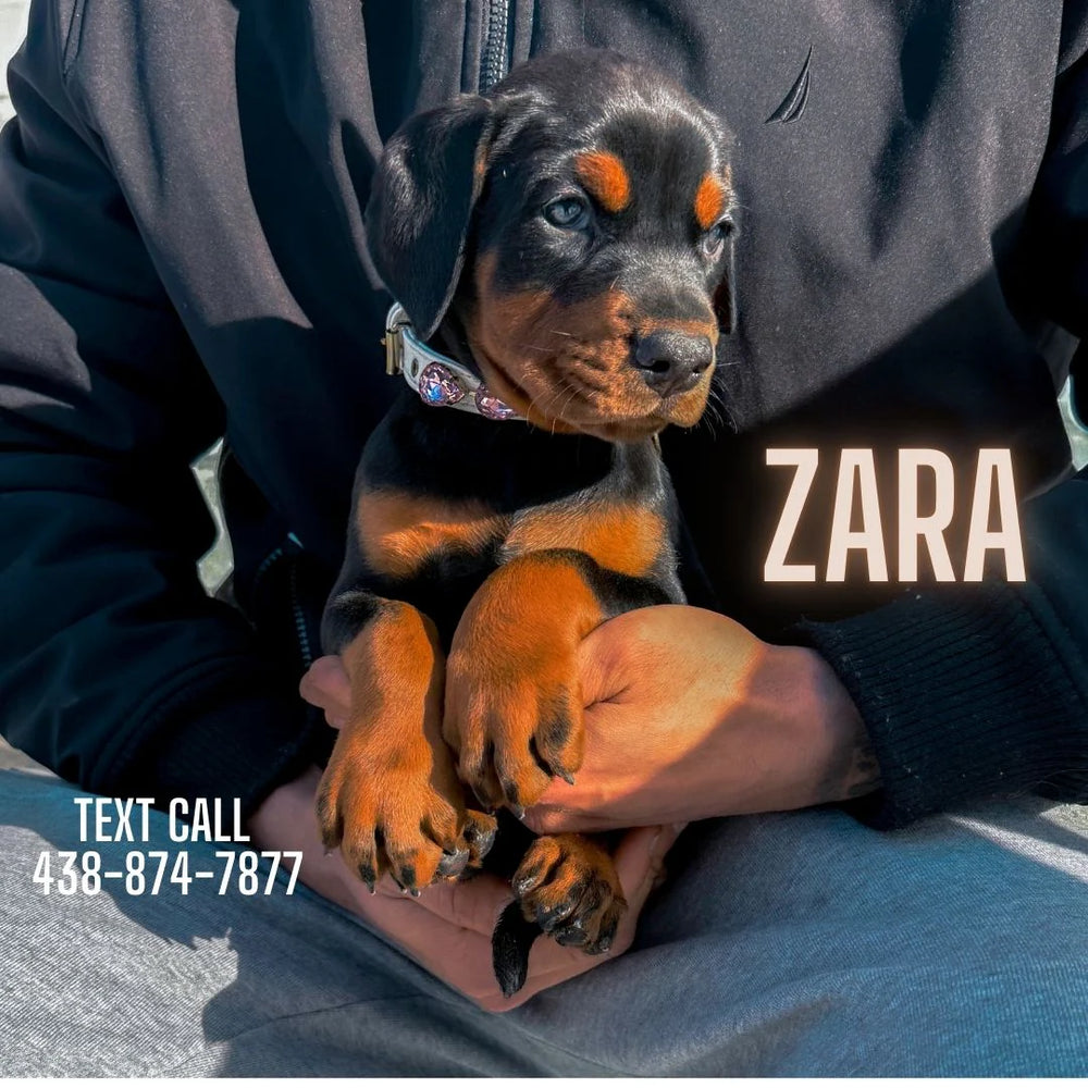 ZARA EUROPEAN DOBERMAN FOR SALE