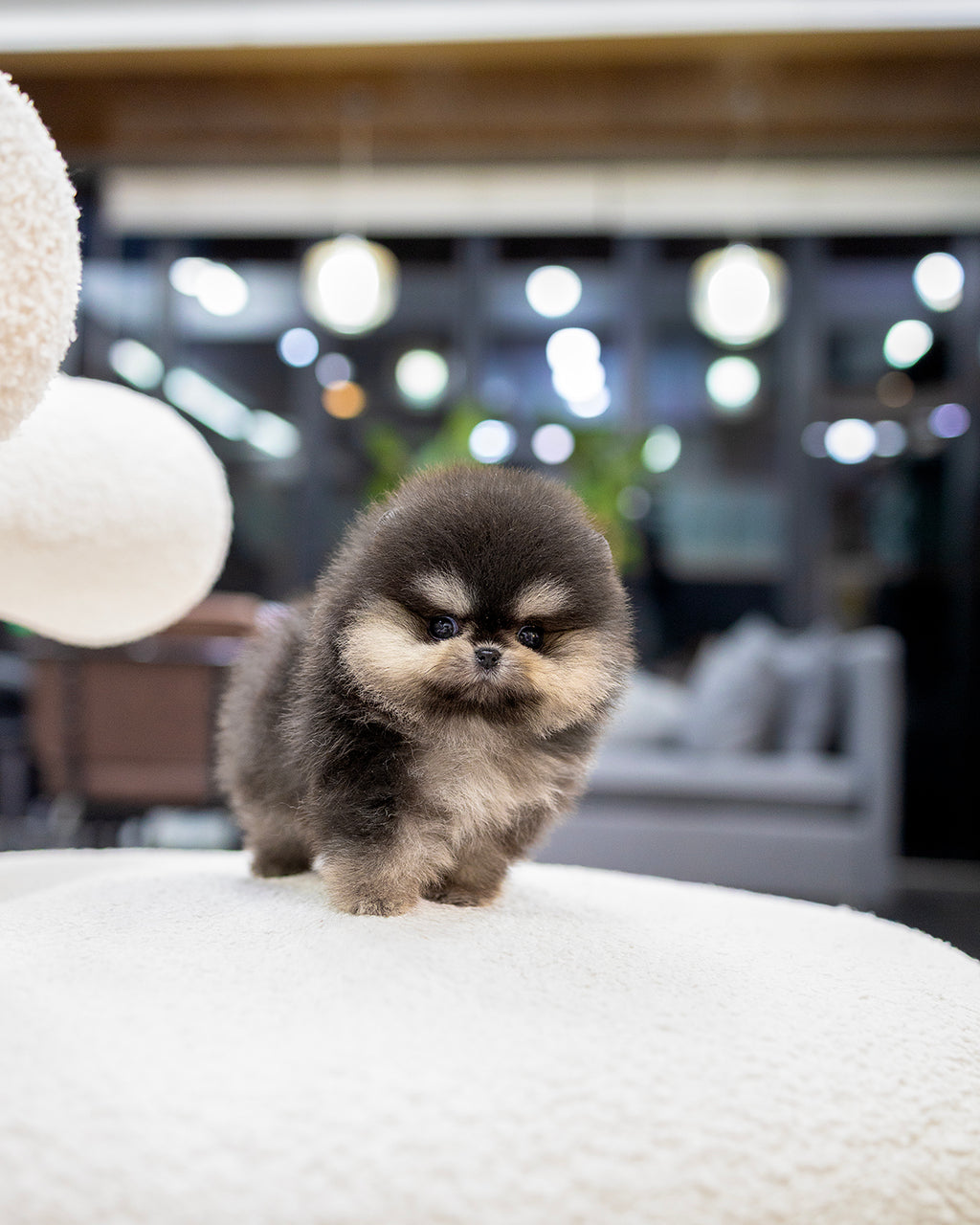 (Sold)Figgy – Betty's Teacup Puppies Inc