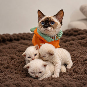 Curly Coated Minskin Kittens