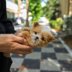 Taffy