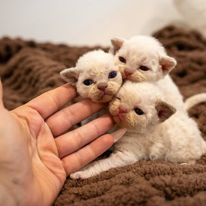 Curly Coated Minskin Kittens