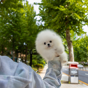 Gizmo